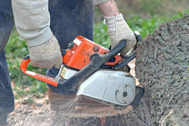Best Tree Disease Treatment  in Spring Hope, NC