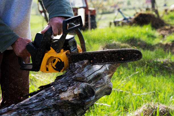 How Our Tree Care Process Works  in  Spring Hope, NC
